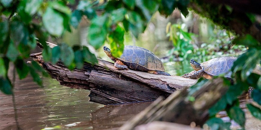 Schildpadden zonnebadend op een boomstam in Tortuguero, Costa Rica