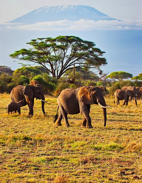 Kenia & Madagaskar