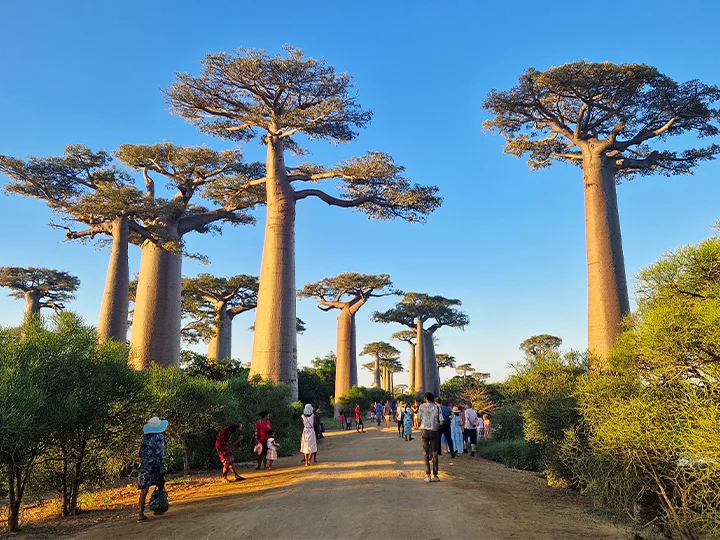 Andasibe, Morondava & strandvakantie op Nosy Be