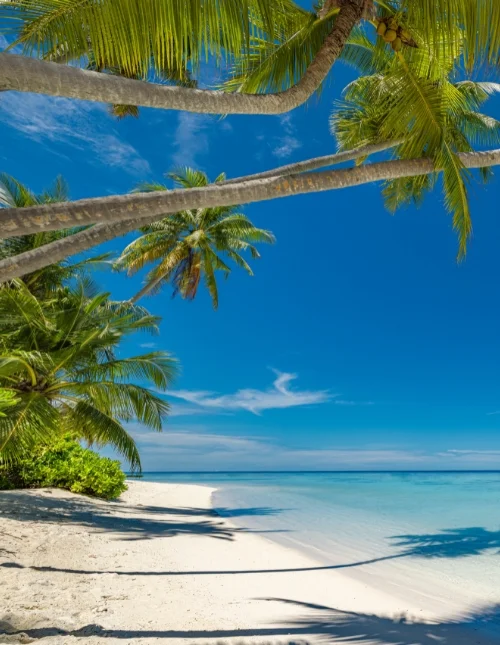 Hoogtepunten van Sri Lanka & strandvakantie op de Malediven
