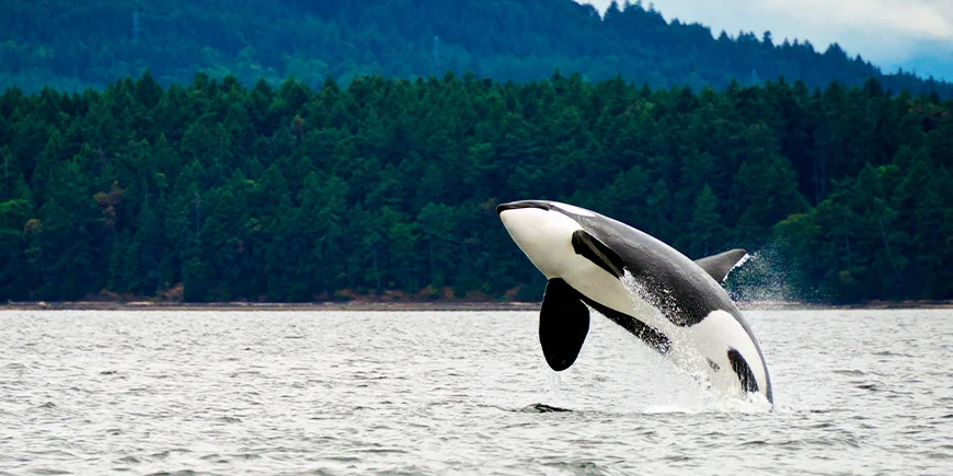 Orka voor de kust bij Vancouver Island in Canada