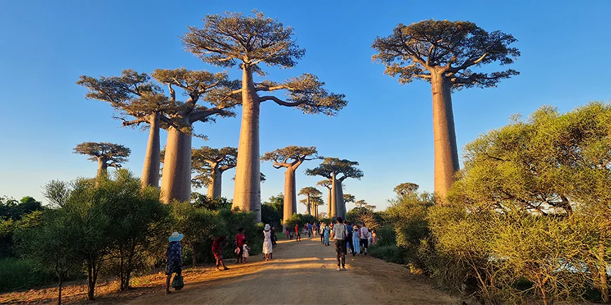 Baobab Alley in Madagaskar op een zonnige dag