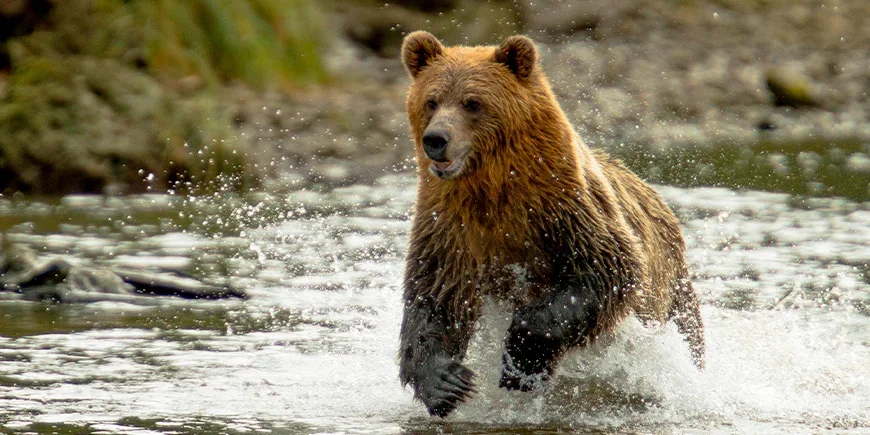 Grizzlybeer in een rivier in British Columbia