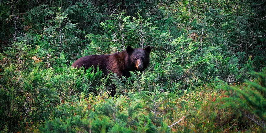 Zwarte beer verstopt zich in het bos in Banff National Park, Canada
