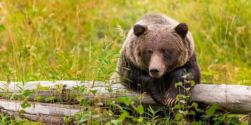 Grizzly beer in Banff nationaal park in West-Canada