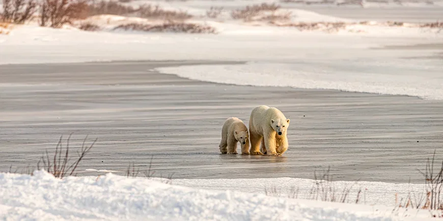 Twee poolberen lopen over het ijs in Churchill, Canada