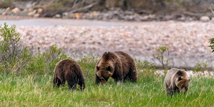 Moederbeer met jongen die eten in Jasper nationaal park