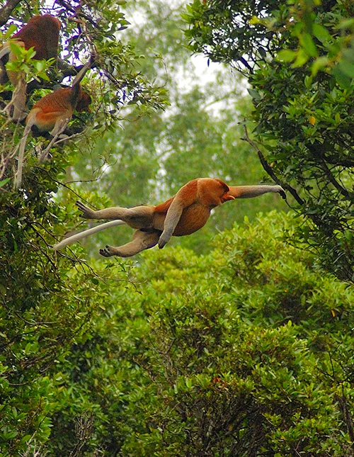 Borneo’s natuur en wilde dieren & strandvakantie op Gaya Island