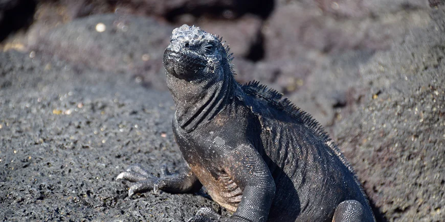 Leguan in vulkanisch landschap op de Galapagos-eilanden