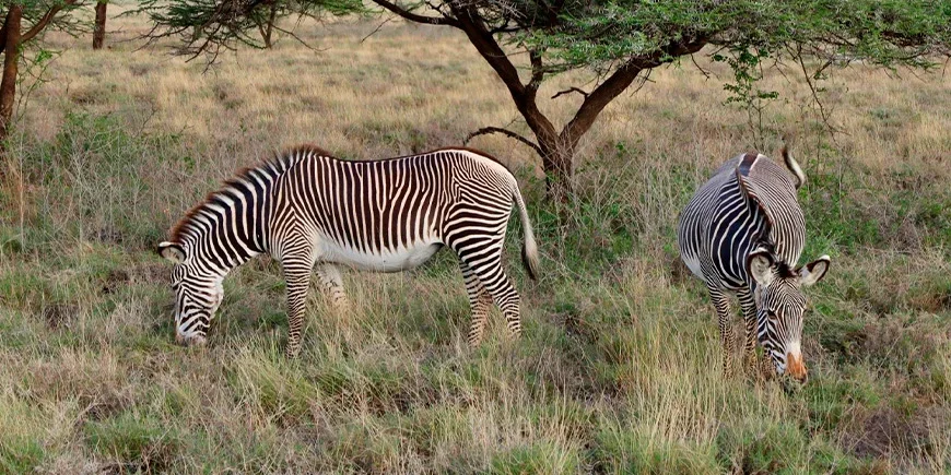 Zebra's in Samburu nationaal park