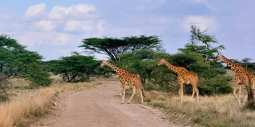 Een familie giraffen steekt de weg over in het nationaal park Samburu, Kenia