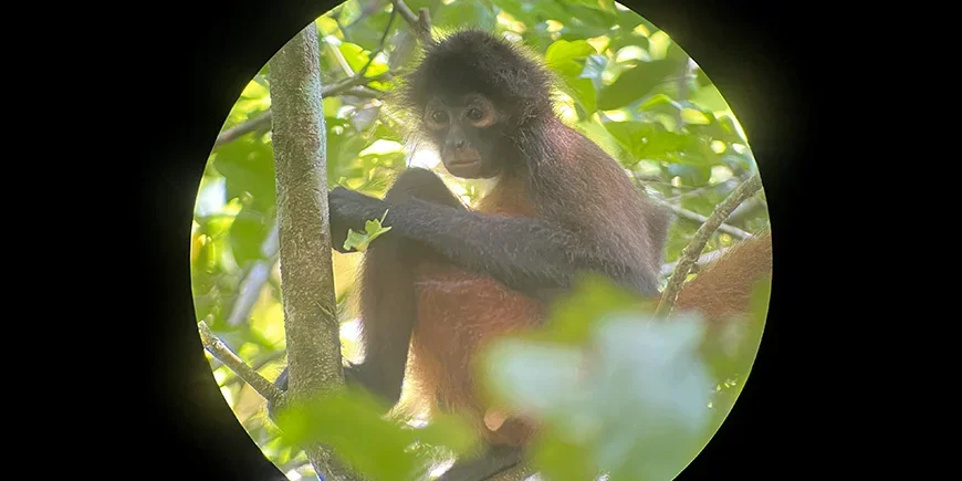 Slingeraap in Corcovado, Costa Rica