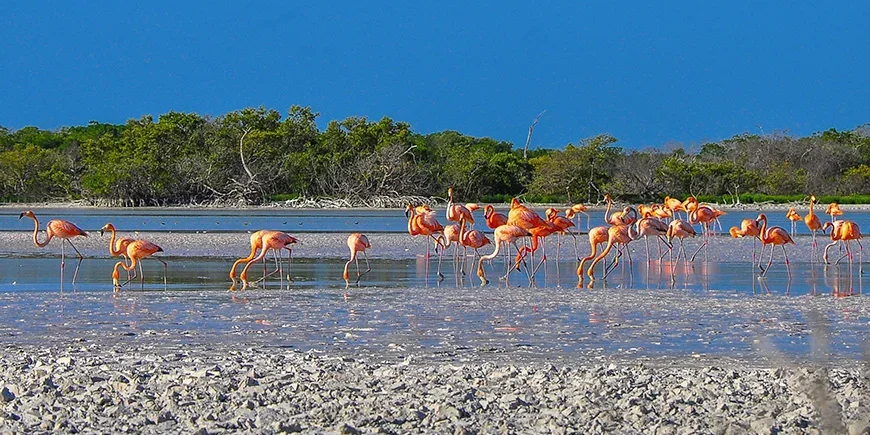 Flamingo's in Ria Lagartos