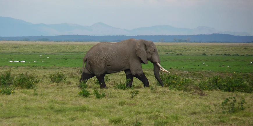 Olifant wandelt door het gras op de savanne