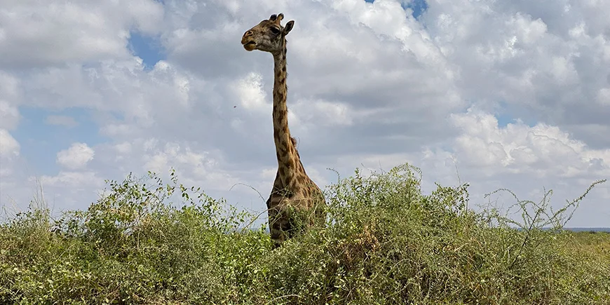 Giraf in Amboseli National Park