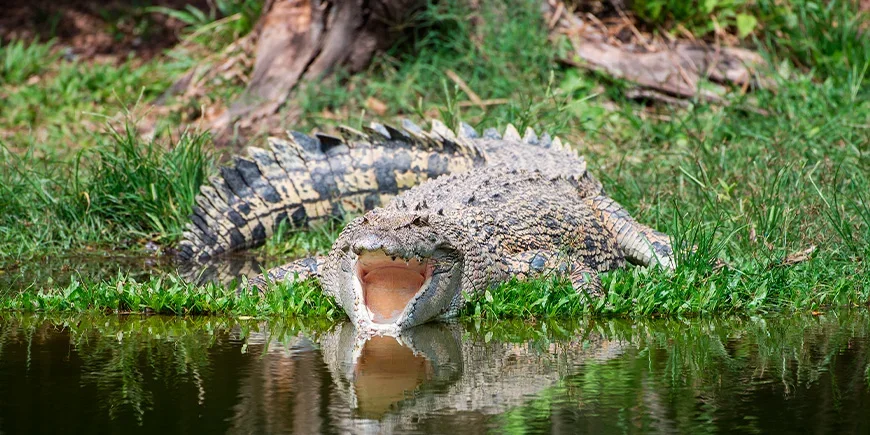 Zoutwaterkrokodil in nationaal park Kakadu, Australië