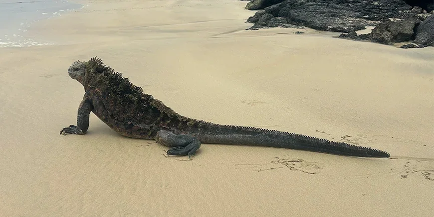 Leguaan op de Galápagos-eilanden
