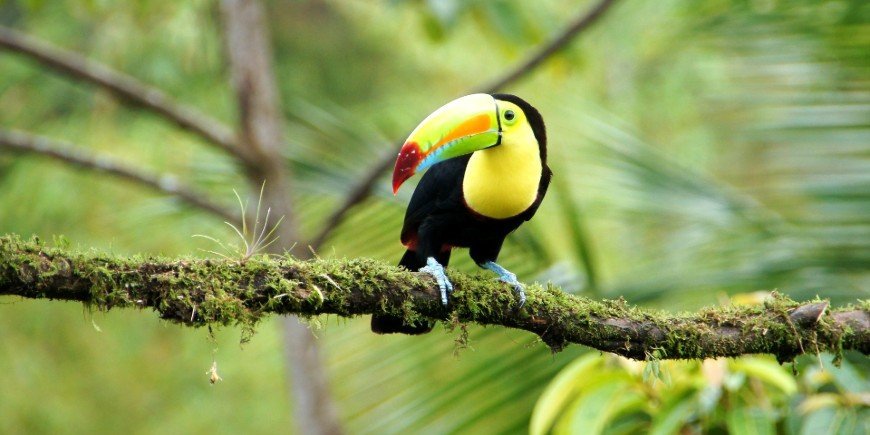 Keelbek toekan in het bos in Costa Rica