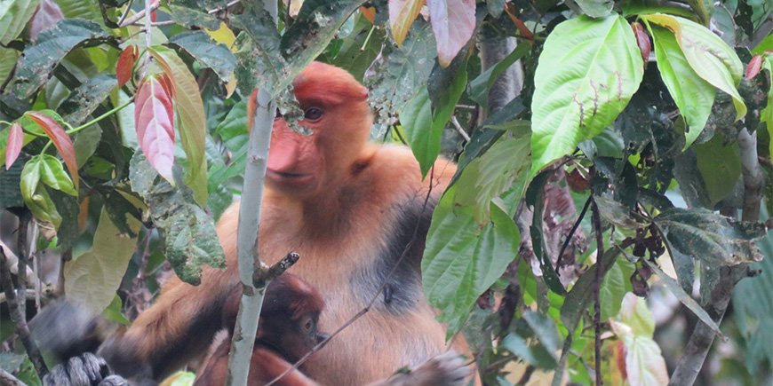 De viervingerige slingeraap in de jungle van Borneo