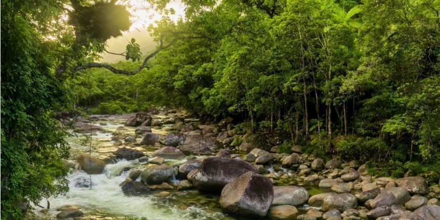 Rivier in het regenwoud van Daintree