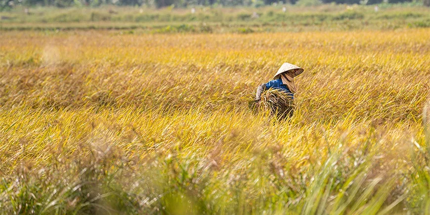 Vrouw op een veld in Ninh Binh in Noord-Vietnam