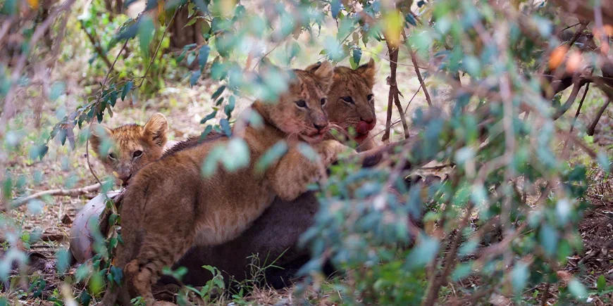 Leeuwenwelpen in de Masai Mara, Kenia