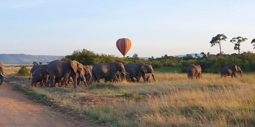 Kudde olifanten in de Masai Mara in maart