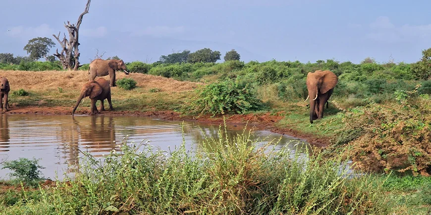 Olifanten bij het meer in Tsavo East in februari