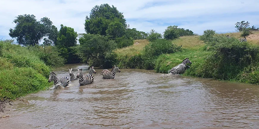 Zebra’s in een rivier in de Masai Mara tijdens het regenseizoen