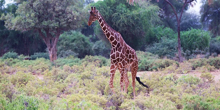Giraffe in Samburu nationaal park tijdens de zomermaanden