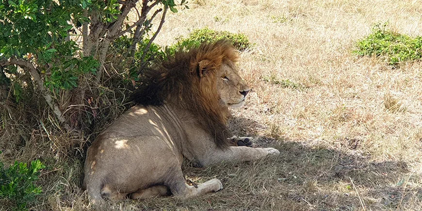 Leeuw in de Masai Mara in september