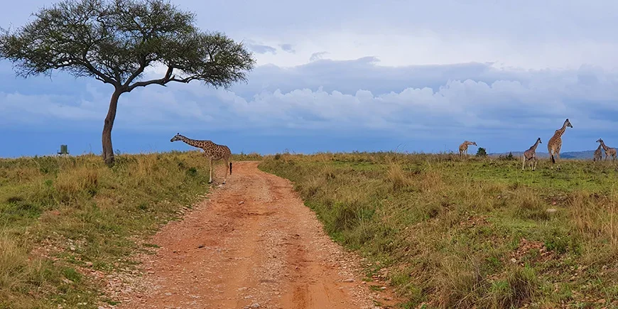 Giraffen op de savanne in de Masai Mara in november