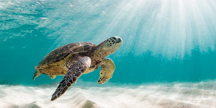 Groene zeeschildpad in de wateren van de Galapagoseilanden