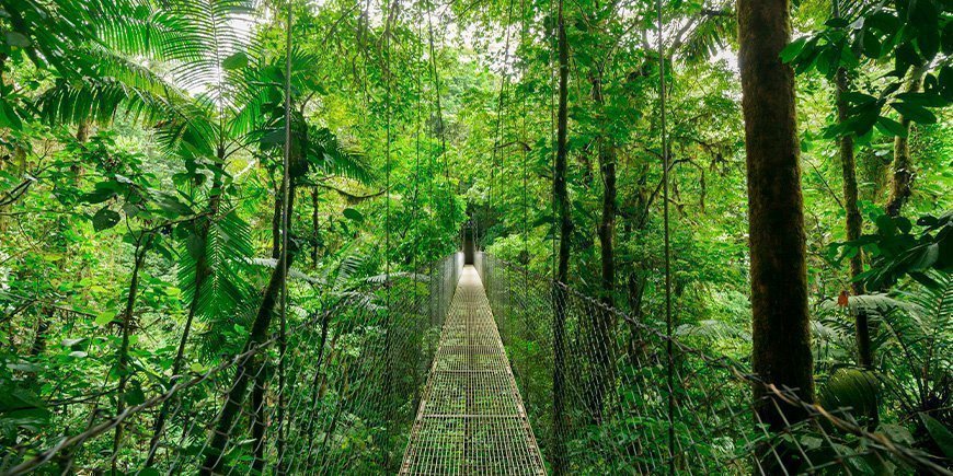 Hangbrug in de boomtoppen van Monteverde in Costa Rica