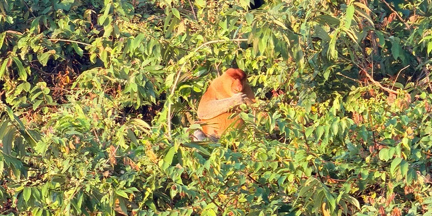 Neusapen in het bos langs de Kinabatang-rivier