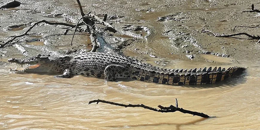 Krokodil aan de oever van de Kinabatang-rivier op Borneo
