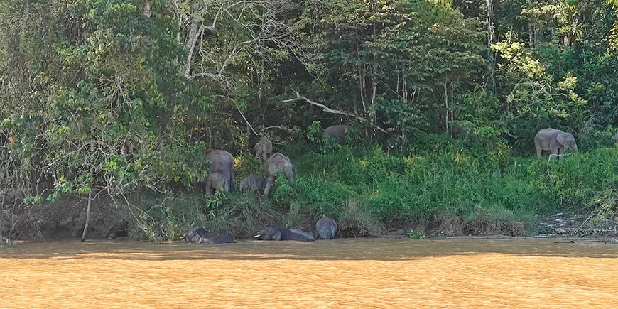 dwergolifanten bij de Kinabatang-rivier op Borneo