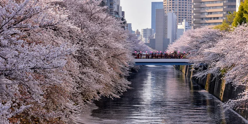 Kersenbloesems langs de Meguro-rivier in Tokio