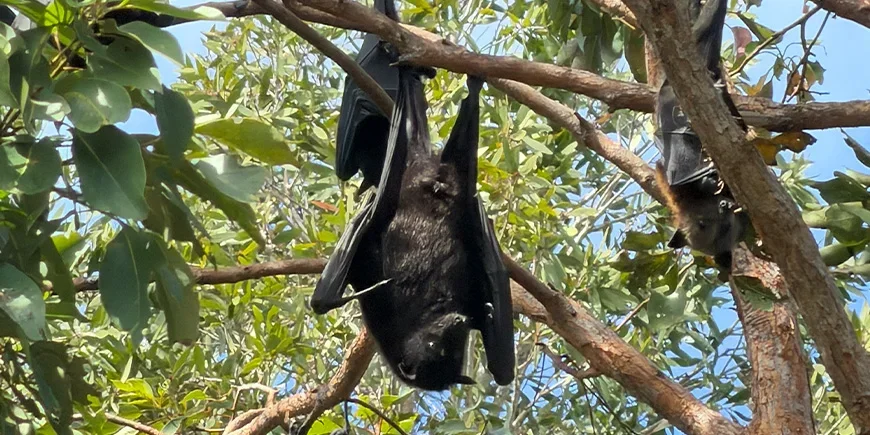 Grote vleerhonden (flying foxes) in de bomen op North Stradbroke Island bij Brisbane