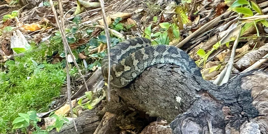 Tapijtpython in het struikgewas op North Stradbroke Island, Australië