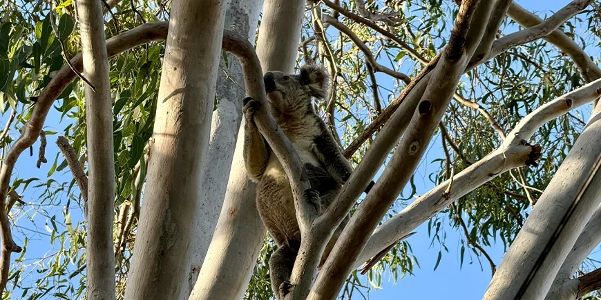 Een koala in een boom op North Stradbroke Island, nabij Brisbane, Australië