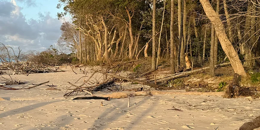 Kangoeroe gehuld in het licht van de ondergaande zon op North Stradbroke Island, Australië
