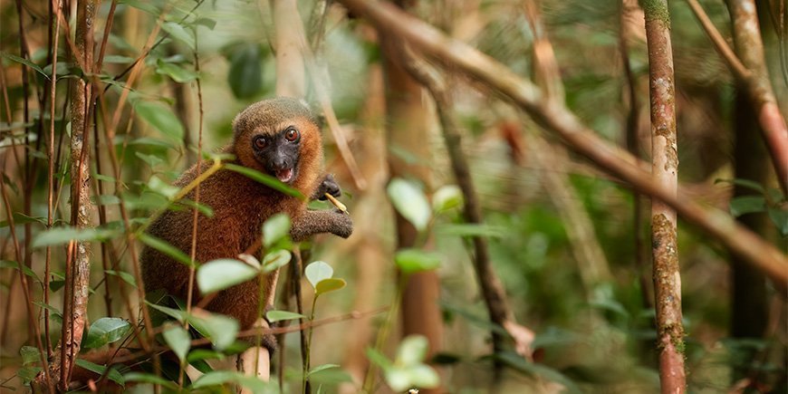 Schattige bamboemaki in Ranomafana, Madagaskar