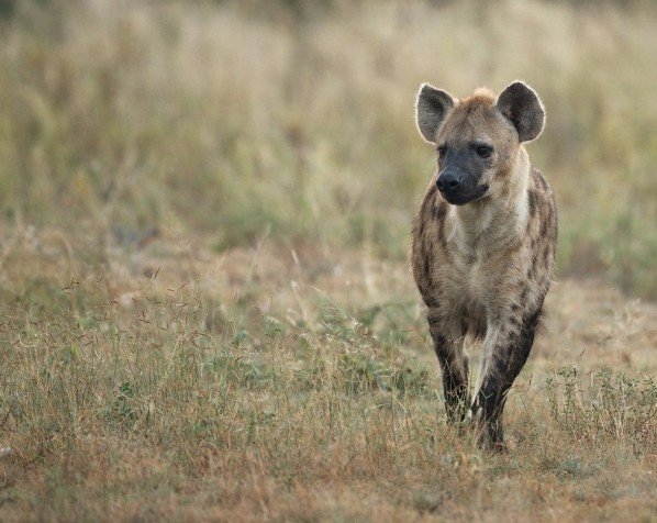 Hyena's in de Masai Mara
