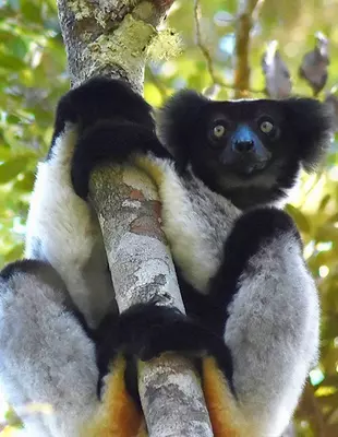 Indri maki zittend in een boom in het Nationaal Park Andasabi-Mantadida