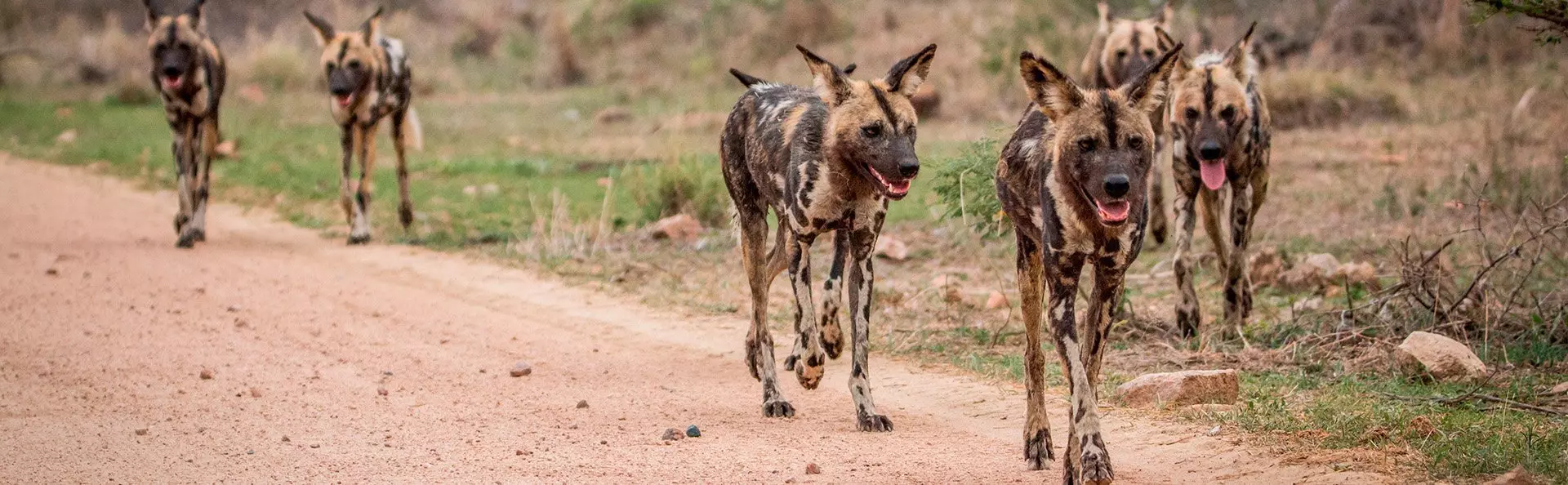 Wilde honden in het Krugerpark