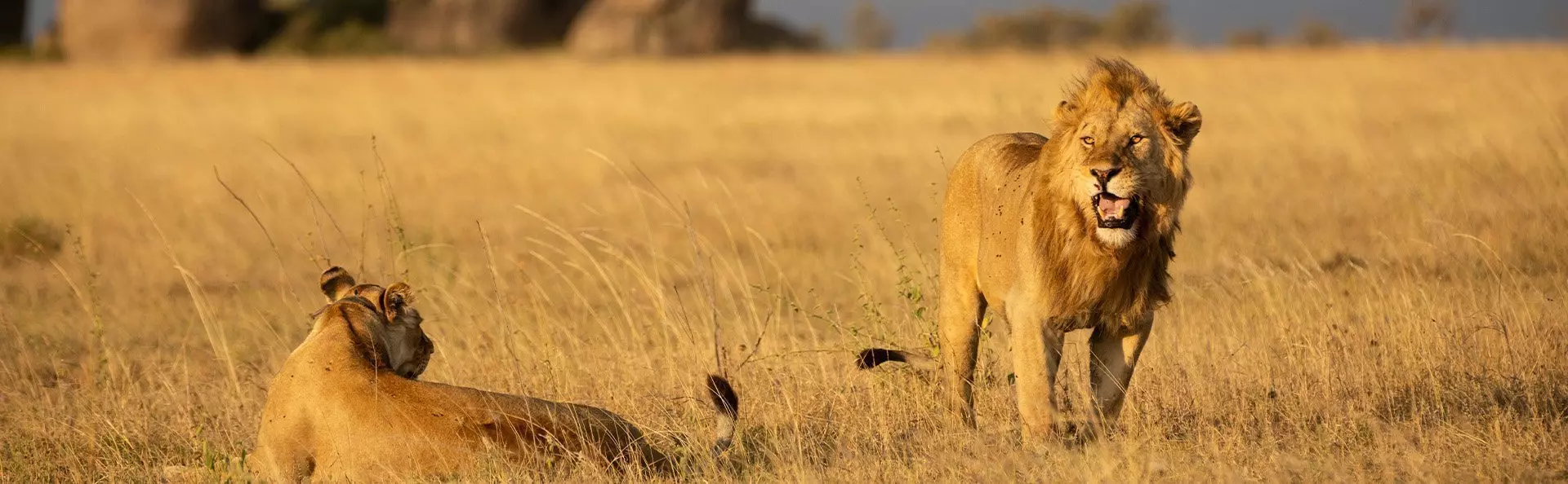 Leeuw en leeuwin op de Serengeti