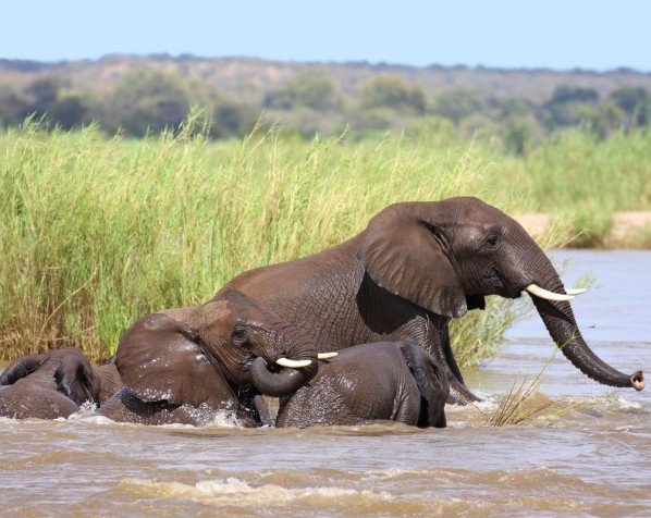 Olifanten baden in een meer in Kruger National Park