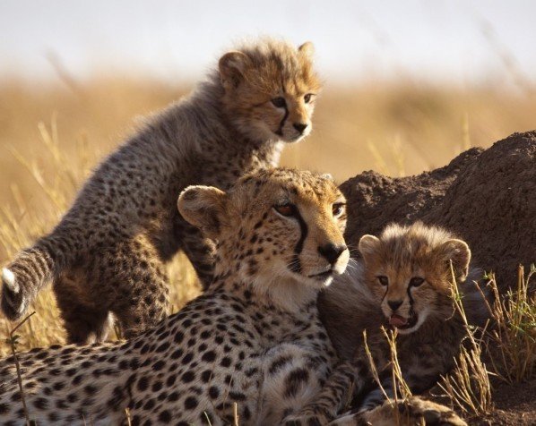 Safari in Serengeti