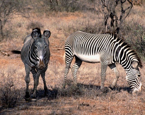Zebra's in nationaal park Samburu